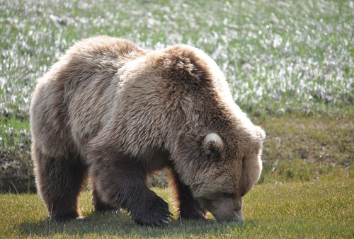 Bear at Katmai National Park and Preserve